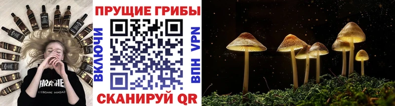 хочу наркоту  Дедовск  Псилоцибиновые грибы прущие грибы 